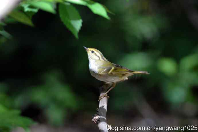 黄腰柳莺（5）
