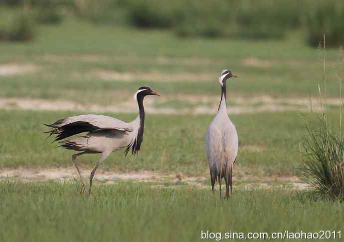 蓑羽鹤，好久不见