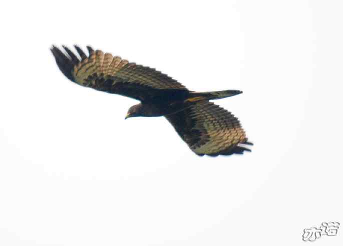 圆明园&nbsp;wbr路&nbsp;wbr昨天拍到的十种鸟（记录版）