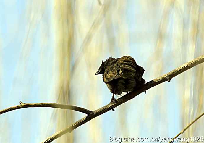自然和谐的日坛公园（浴后）