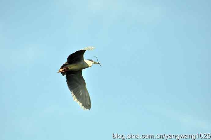 飞(夜鹭)19 飞(夜鹭)19