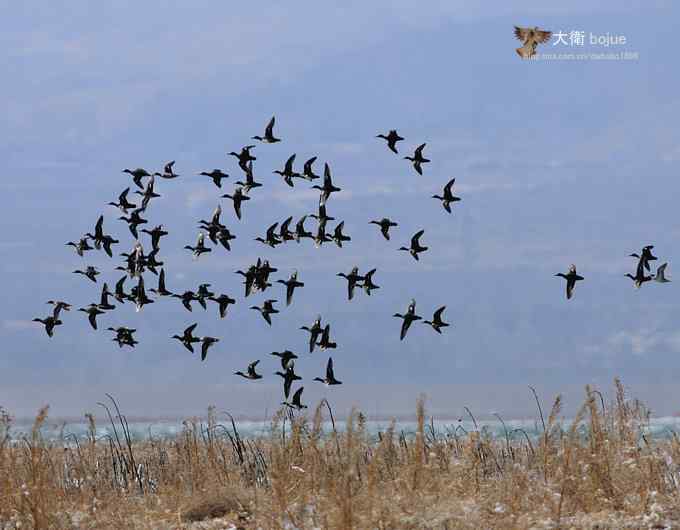 野鸭湖：白枕鹤与雁鸭群飞的春天写意