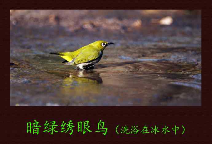 暗绿绣眼鸟（洗浴在冰水中）