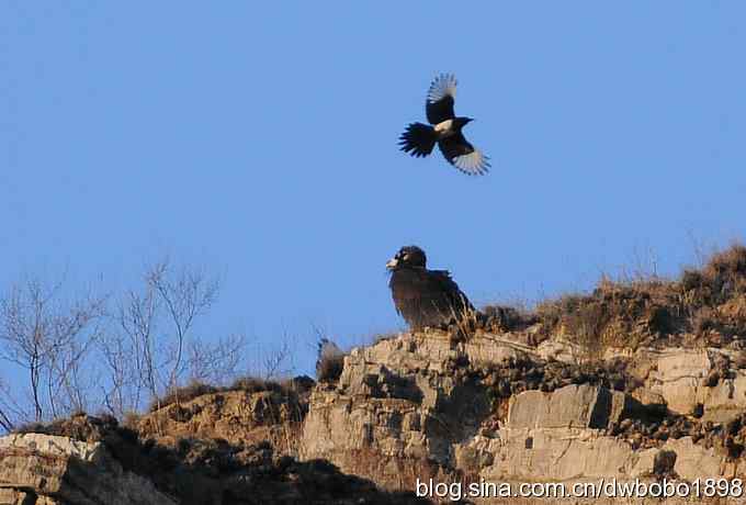 奔袭峡谷 wbr深山围剿座山雕 奔袭峡谷 wbr深山围剿座山雕