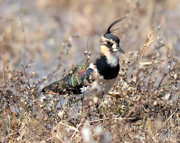 官厅水库&nbsp;wbr路&nbsp;wbr凤头麦鸡
