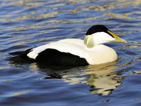 鸟类之最:欧绒鸭 鸟类之最:欧绒鸭