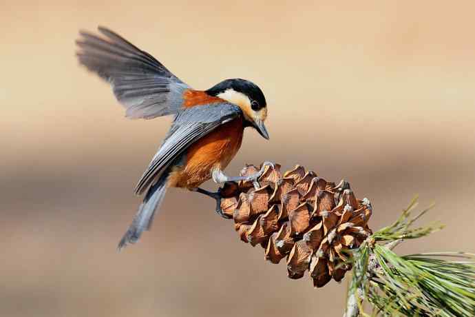 【新鸟】稻香湖的杂色山雀