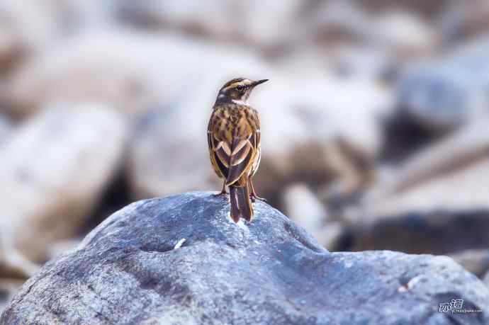 轻寒薄暖，再上川西