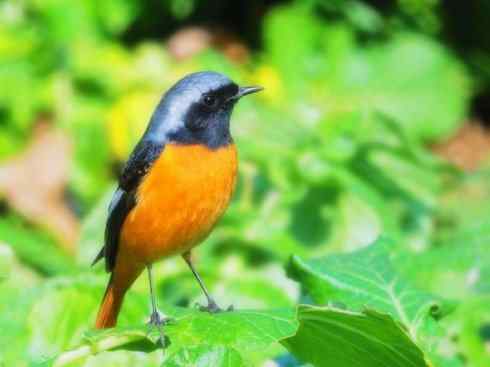 家禽驯化之源之二十七