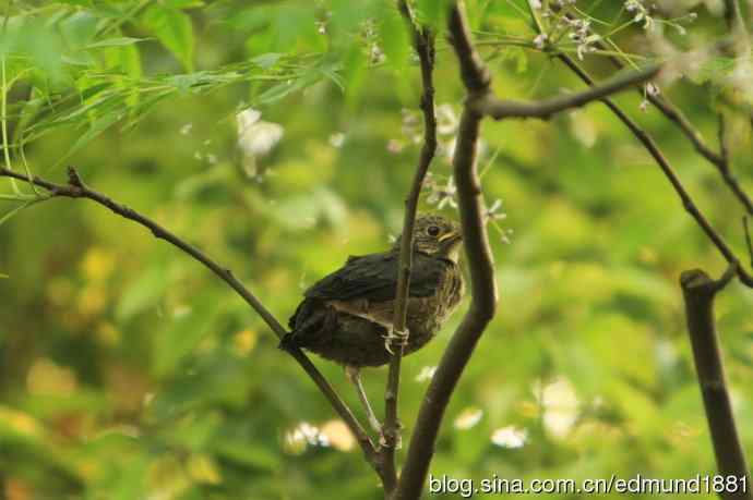 穷人大炮-量力而为之打鸟作乐