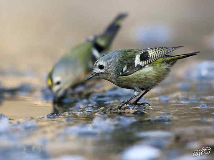 圆明园&nbsp;wbr路&nbsp;wbr戴菊