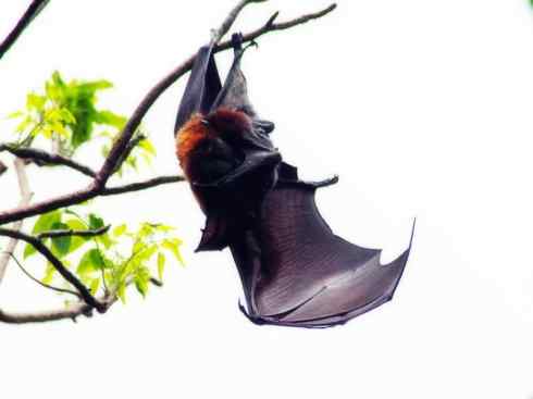 自然奇观：动物大迁徙(北美驯鹿长征)