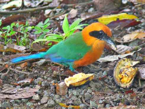 绝色攀禽：佛法僧目之翠鴗2