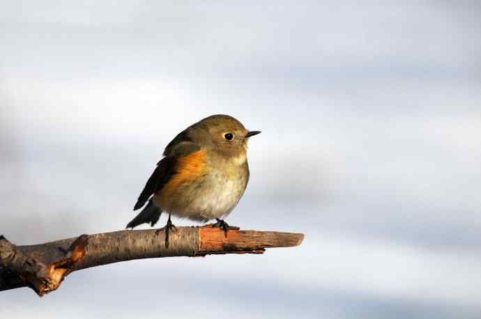 雌性红胁蓝尾鸲（26）