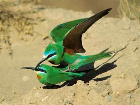 绝色攀禽：佛法僧目之蜂虎2