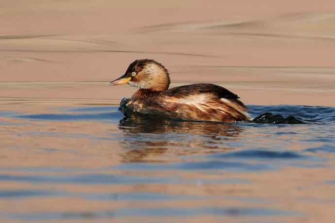 两只小鸊鷉 浅议趴拍
