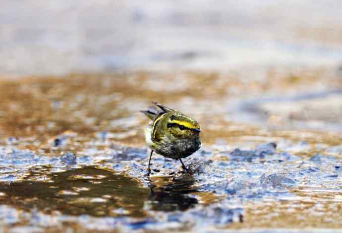 又见黄眉柳莺（洗浴版）