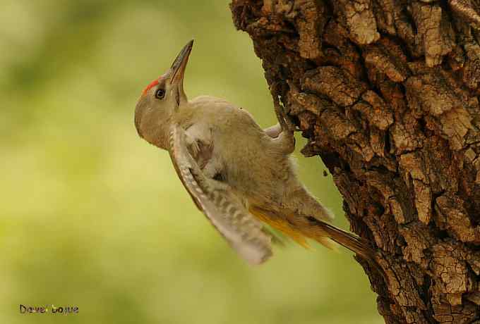 植物园：紫背.白眉和绿啄　
