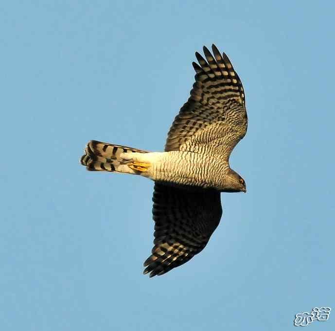 北京西山&nbsp;wbr路&nbsp;wbr守候猛禽迁徙通道两小时