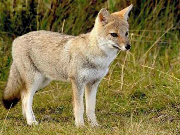 犬科：狐亚科伪狐属之高地狐、河狐、秘鲁狐