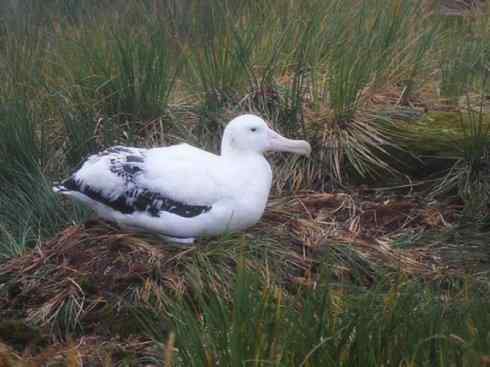 鸟类之最：漂泊信天翁