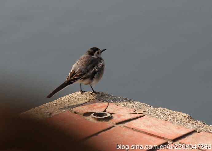 151.圣诞节送上12月份拍新鸟 151.圣诞节送上12月份拍新鸟