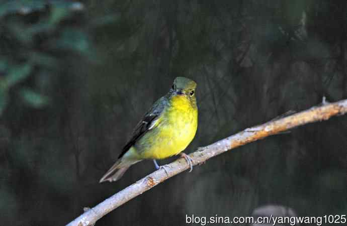 雌性绿背姬鶲（7）