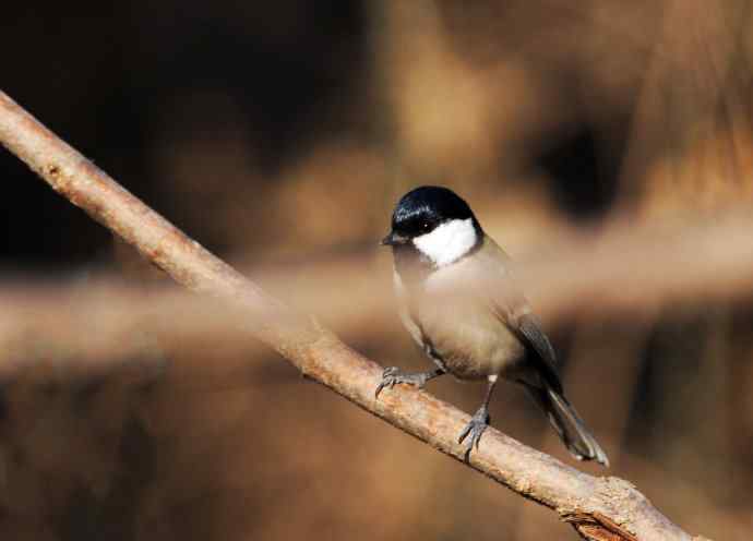 随走随拍（警觉的大山雀）