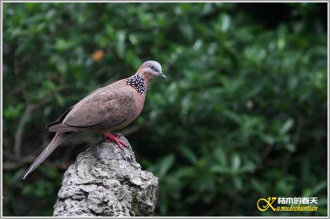 记录鈥満诹吃腽题潯菊掌
