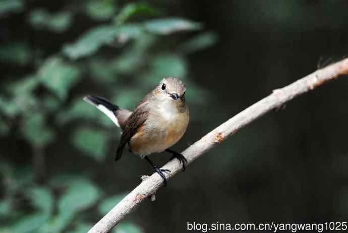 红喉姬鹟（14）