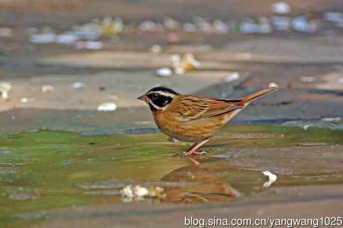 雄性白眉鹀(1) 雄性白眉鹀(1)