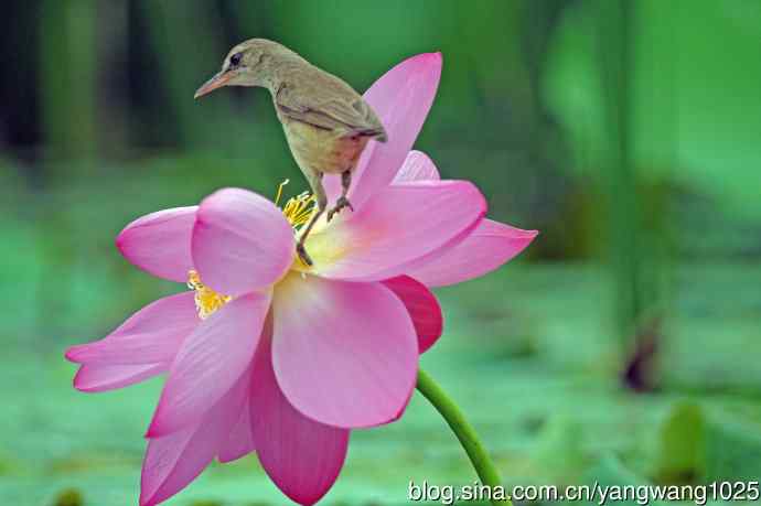 东方大苇莺与荷花（7）