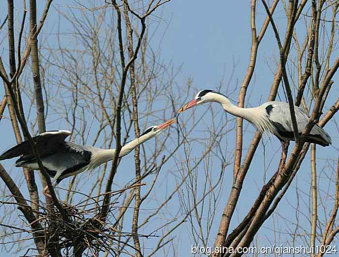 蓝天下勤劳的苍鹭