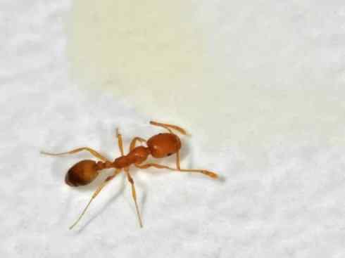 十大喜食蜂蜜动物：法老蚁