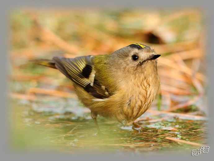 大年初三 wbr wbr戴菊洗涮 大年初三 wbr wbr戴菊洗涮