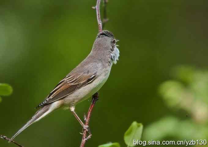 灰白喉林莺（组图，7张图片）