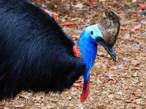 奇特的盔：鹤鸵