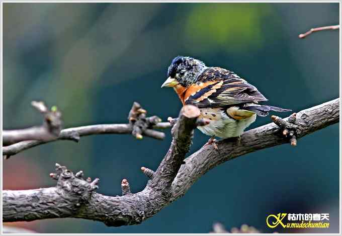 鸟上枝头【照片】 鸟上枝头【照片】