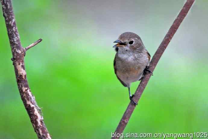秋天的红喉姬鹟（6）