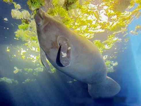 美人鱼：传说的兽原型探秘（海牛）