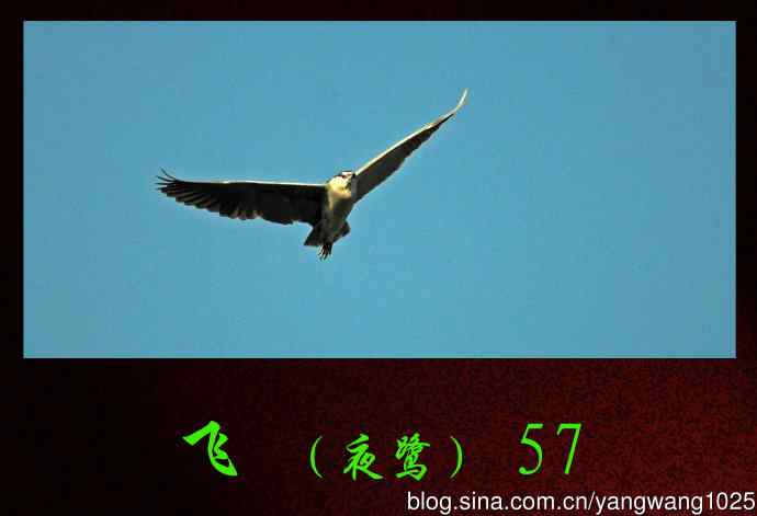 飞(夜鹭)57 飞(夜鹭)57