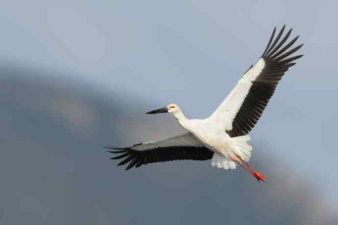 东方白鹳恭贺鈥溒飞 wbrTOP wbrLUX鈥澊罅返晔⒆捌裟