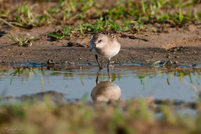 野鸭湖.红颈滨鹬