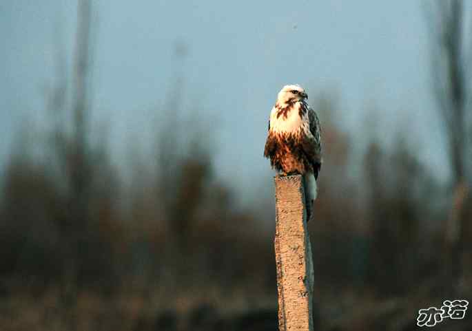官厅水库&nbsp;wbr路&nbsp;wbr四种猛禽