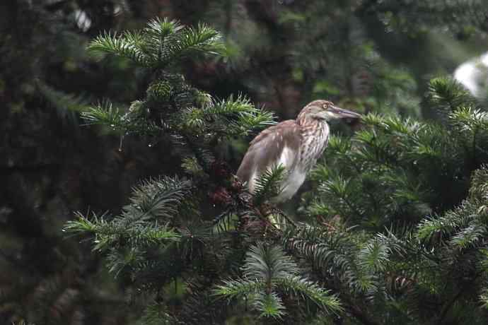 摄鸟拾趣（九） wbr池鹭 wbr2012.06