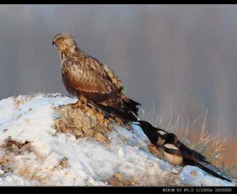 [组图]毛脚鵟与喜鹊