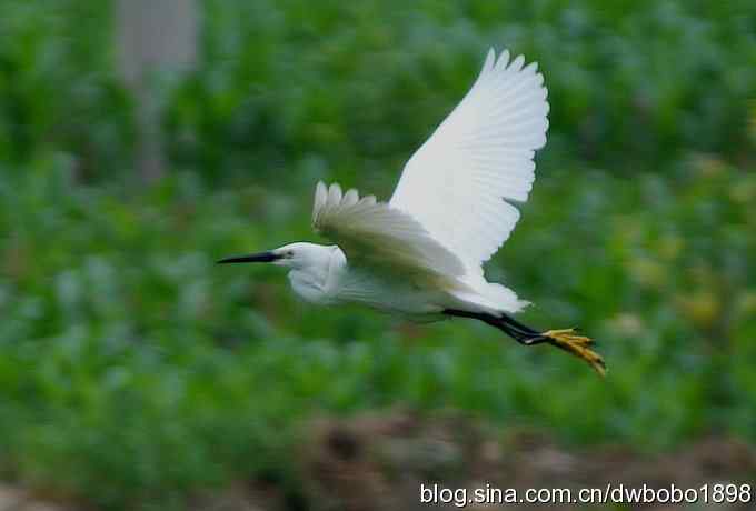 鸟友同游怀沙河