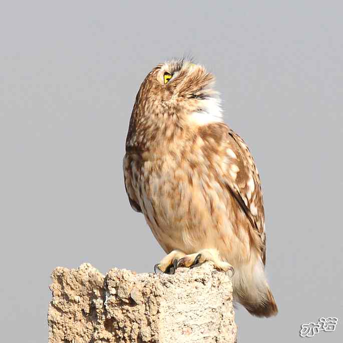 官厅水库&nbsp;wbr路&nbsp;wbr练桩的纵纹腹小鸮