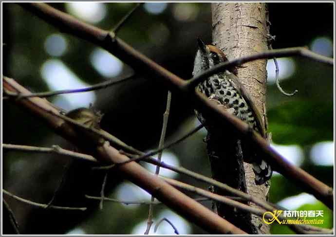 快乐拍鸟【照片】