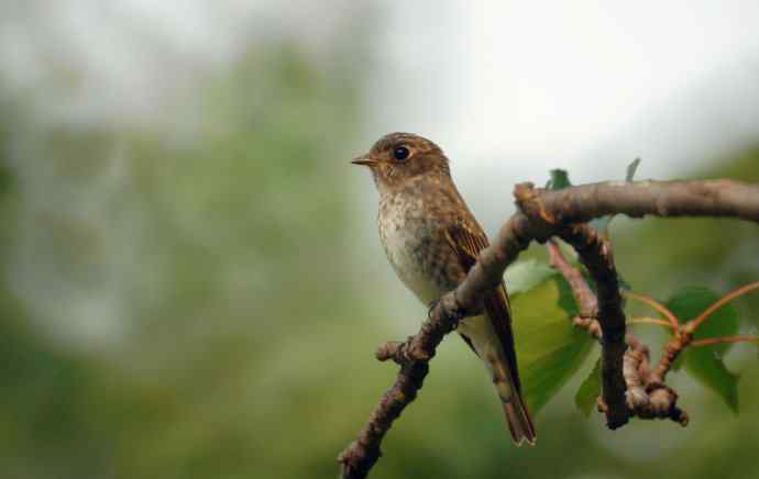 乌鹟翻飞送鸟荒
